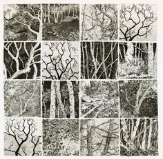 black and white images of trees in various stages of growth, with no leaves on them