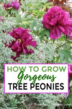 Tree Peony Care: How To Grow Tree Peonies | Perennial Garden Shade Bushes, Peony Tree, Tree Peonies, Peony Care, Rose Fertilizer