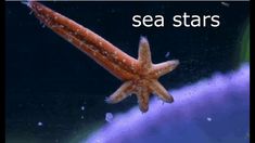 an orange starfish floating in the ocean with words that read sea stars above it