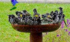 a group of birds sitting on top of a bird bath