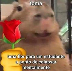 a hamster holding a red rose in its mouth and captioning it with the phrase, toma for para um estidate a ponto de colapsar mentalmente