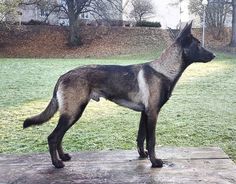 a black and brown dog standing on top of a wooden platform in the grass next to a park