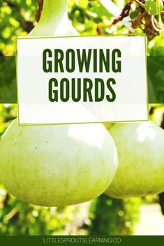 two gourds hanging from a tree with a sign that says growing gourds