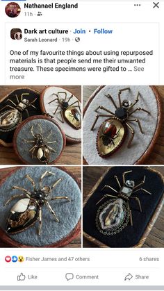 some pictures of different types of bugs and spideres on the same page, one is being