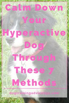 a dog sitting in the grass with text that reads calm down your hyper active dog through these 7 method