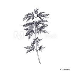 Branch Drawing, Leaves Vector, Poison Ivy, Vector Hand, Maple Leaf Tattoo, Flower Drawing, Adobe Stock, Color Me, Ivy