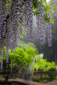 wistery flowers hang from the branches of a tree in a garden on a foggy day