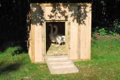 a duck is standing in the doorway of a small wooden structure with grass and trees behind it