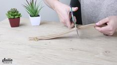 a person cutting wood with scissors on a table next to succulents and cacti