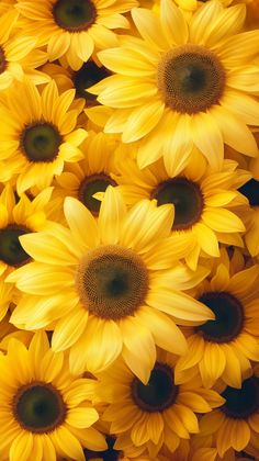 a bunch of sunflowers that are yellow in color