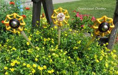 some yellow flowers are in the middle of a flower bed with black and white knobs on them