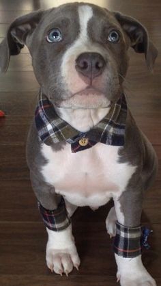 a gray and white dog wearing a plaid bow tie on top of a wooden floor