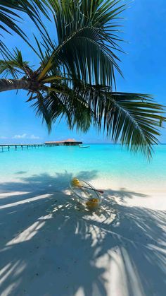 a palm tree casts a shadow on the white sand and clear blue water in front of a pier