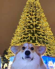 a dog standing in front of a christmas tree with lights on it's sides