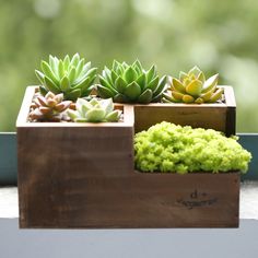 three small succulents in wooden containers on a window sill with trees in the background