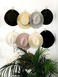 several hats are hanging on the wall next to a potted plant