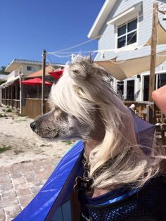 a dog with long hair sitting in a chair