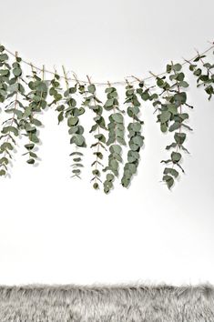 some green leaves are hanging on a white wall in front of a fur rug and window