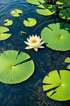 water lilies are blooming in the pond