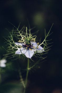 a blue flower with yellow stamens on it