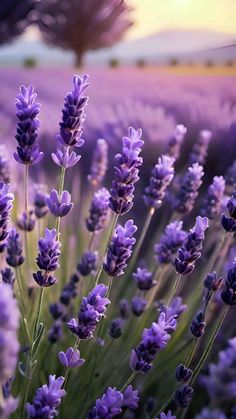 lavender flowers blooming in a field at sunset