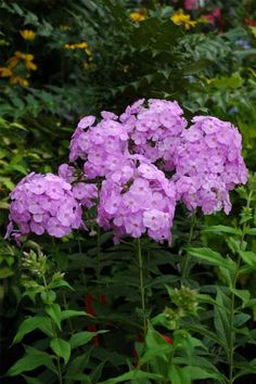 purple flowers are blooming in the garden