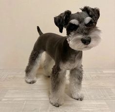 a small gray and white dog standing on top of a tile floor next to a wall