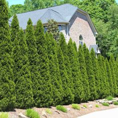 a large hedge next to a house in the woods