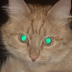 an orange cat with green eyes looking at the camera