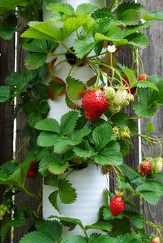 strawberries are growing on the side of a white vase in front of a wooden fence