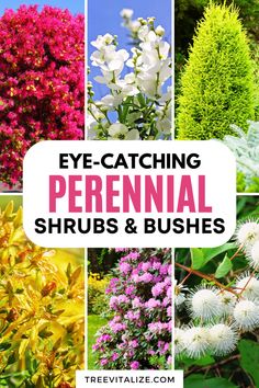 the words eye catching perennial shrubs and bushes are overlaid with images of flowers