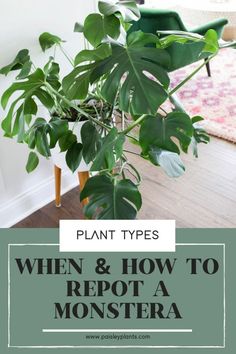 a houseplant plant with text overlay that says, when and how to repat a monstera