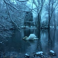 a white swan floating on top of a lake surrounded by snow covered trees and bushes