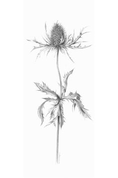 Black And White Thistle Tattoo, Thistle Line Drawing, Sea Holly Tattoo, Eryngium Tattoo, Thistle Drawing, Botanical Art Drawing, Drawing Made Easy, Thistle Tattoo, Thistles Art