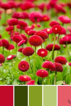 red flowers with green leaves in the background and color swatches on each side to match