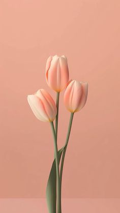 three pink tulips with green stems in front of a pink background