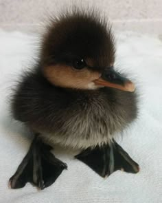 a small duckling sitting on top of snow covered ground