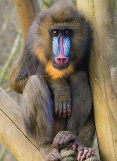 a close up of a monkey on a tree branch with blue and yellow stripes painted on it's face