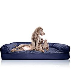 two dogs sitting on top of a blue dog bed