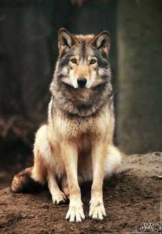 a wolf sitting on top of a rock