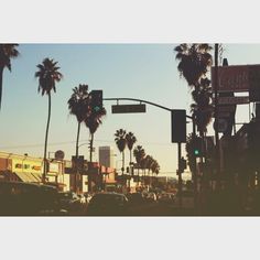 palm trees line the street in front of shops and businesses at dusk, with traffic lights on