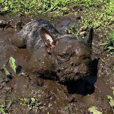 a dog that is laying in the mud