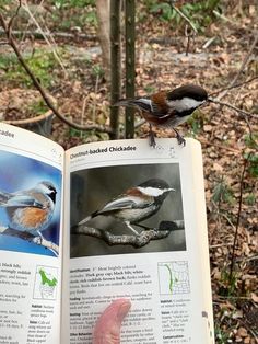 a hand holding an open book with pictures of birds on it and a bird perched on top of the book