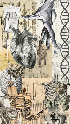 a collage of different medical items including an animal's heart, lungs and bones