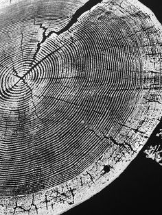 the cross section of a tree is shown in black and white