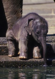 the baby elephant is standing next to an adult elephant