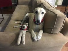 a white dog laying on top of a couch next to a stuffed animal monkey toy