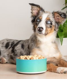 a dog laying on the floor next to a bowl of food and a potted plant