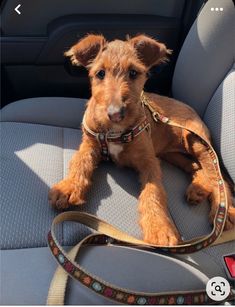 a brown dog sitting in the back seat of a car with a leash on it's neck