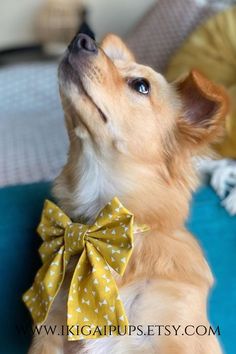 a dog wearing a yellow bow tie on it's collar looking up at the sky